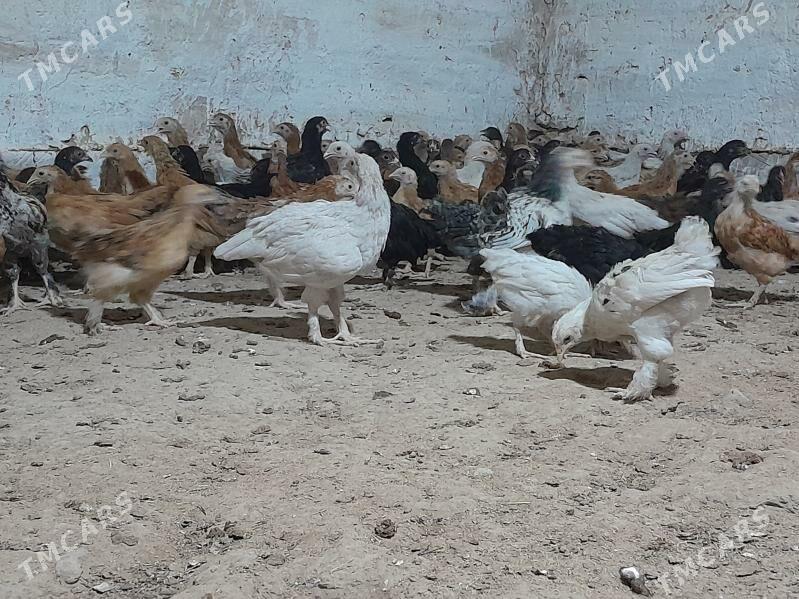 towuk jüýje - Мургап - img 4