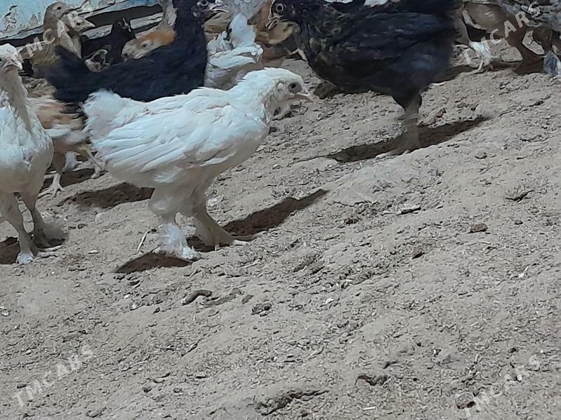 towuk jüýje - Мургап - img 2