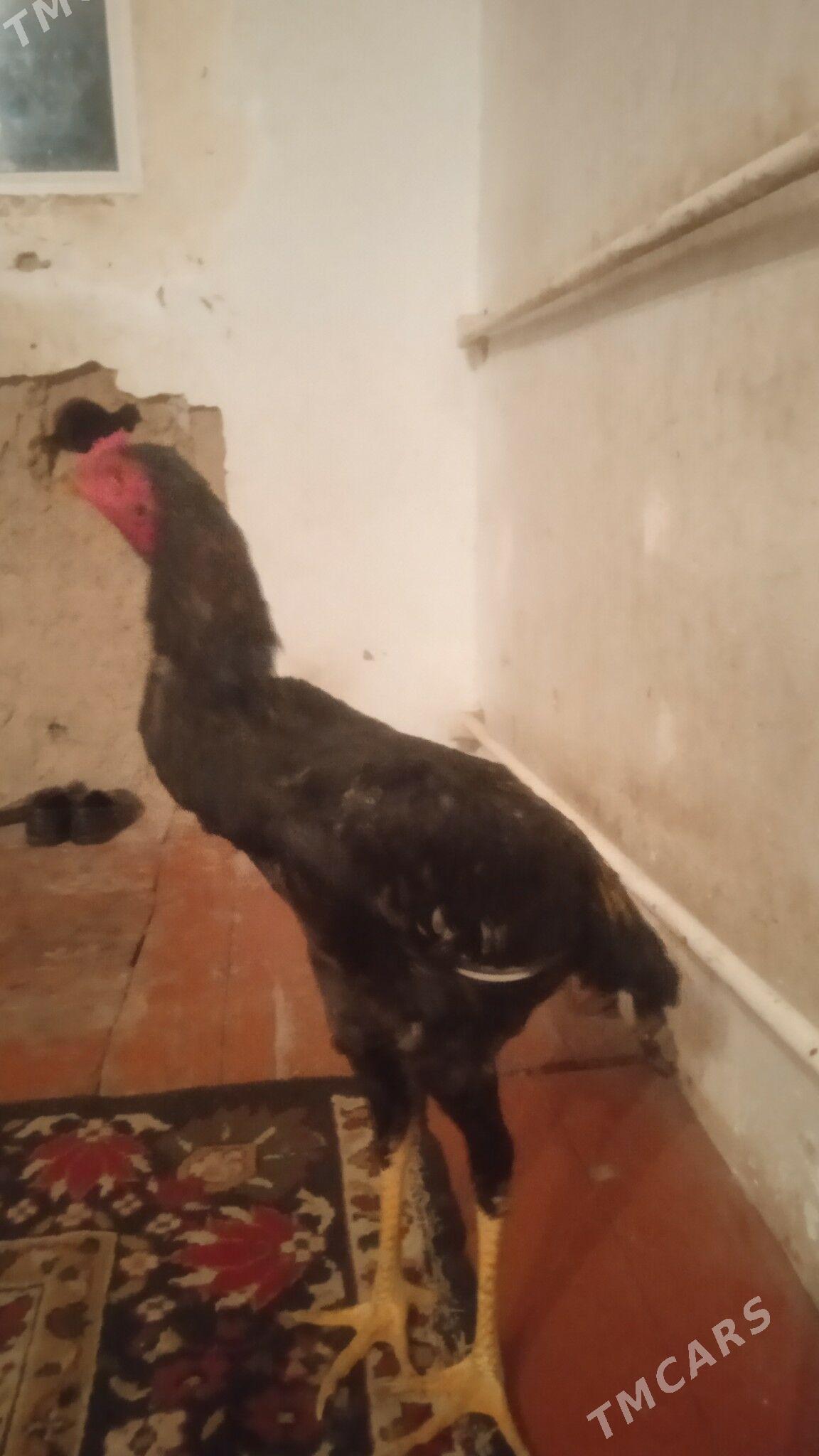 juyje - Дашогуз - img 4