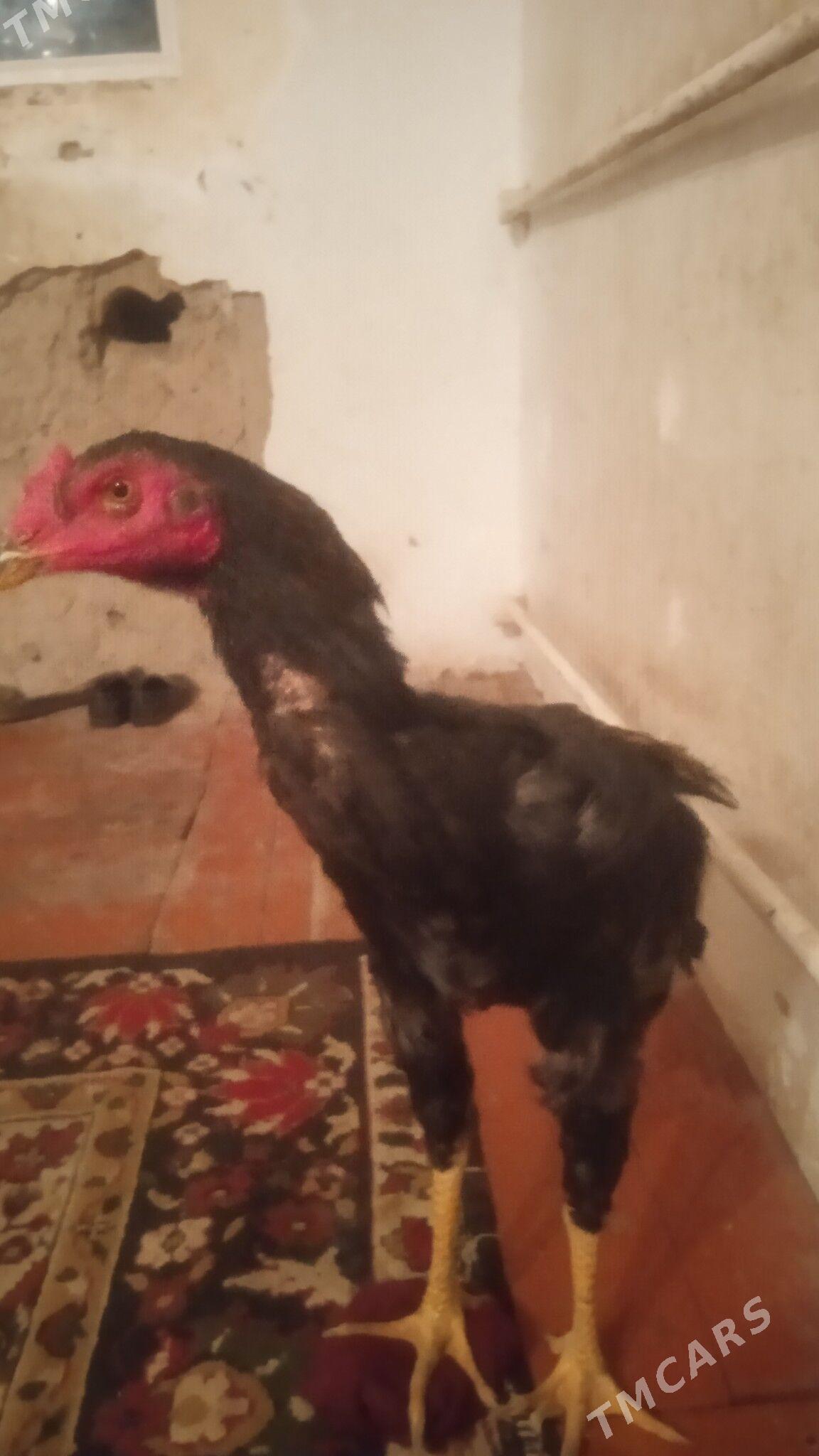 juyje - Дашогуз - img 2