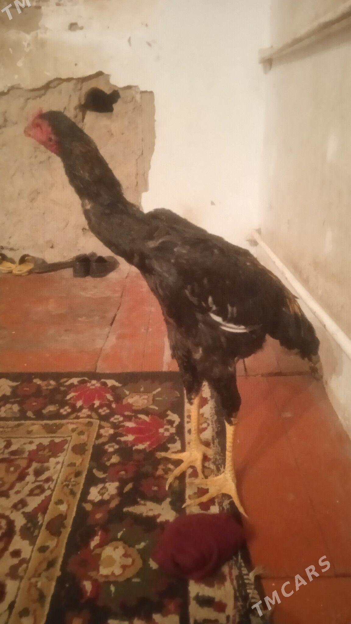 juyje - Дашогуз - img 3