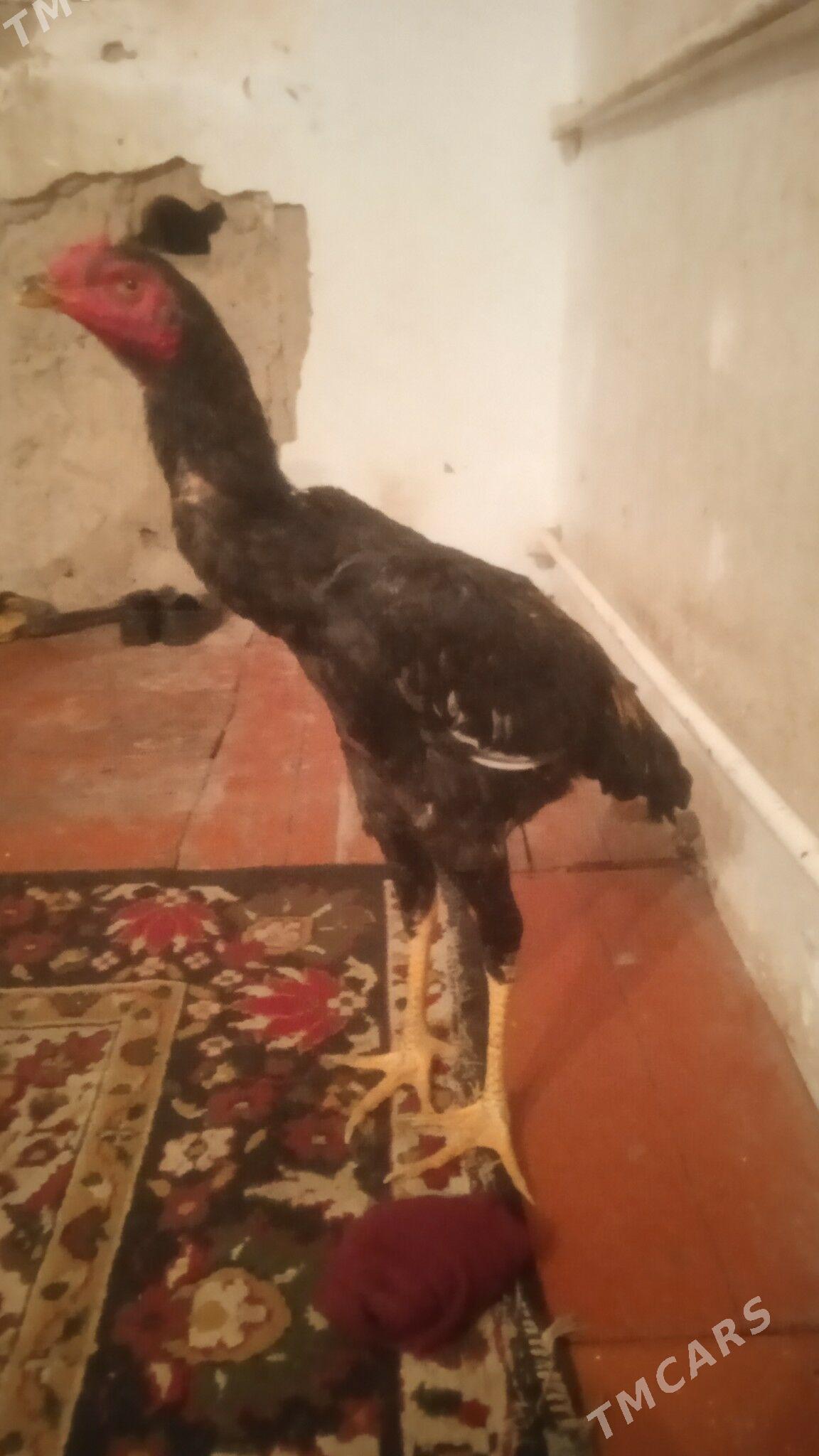 juyje - Дашогуз - img 1