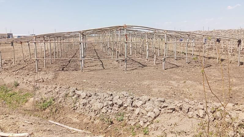 parnik teplis - Сакарчага - img 2