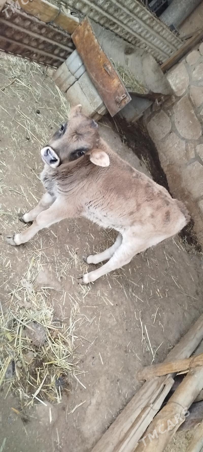 Goleli sygyr - Gyzylarbat - img 3