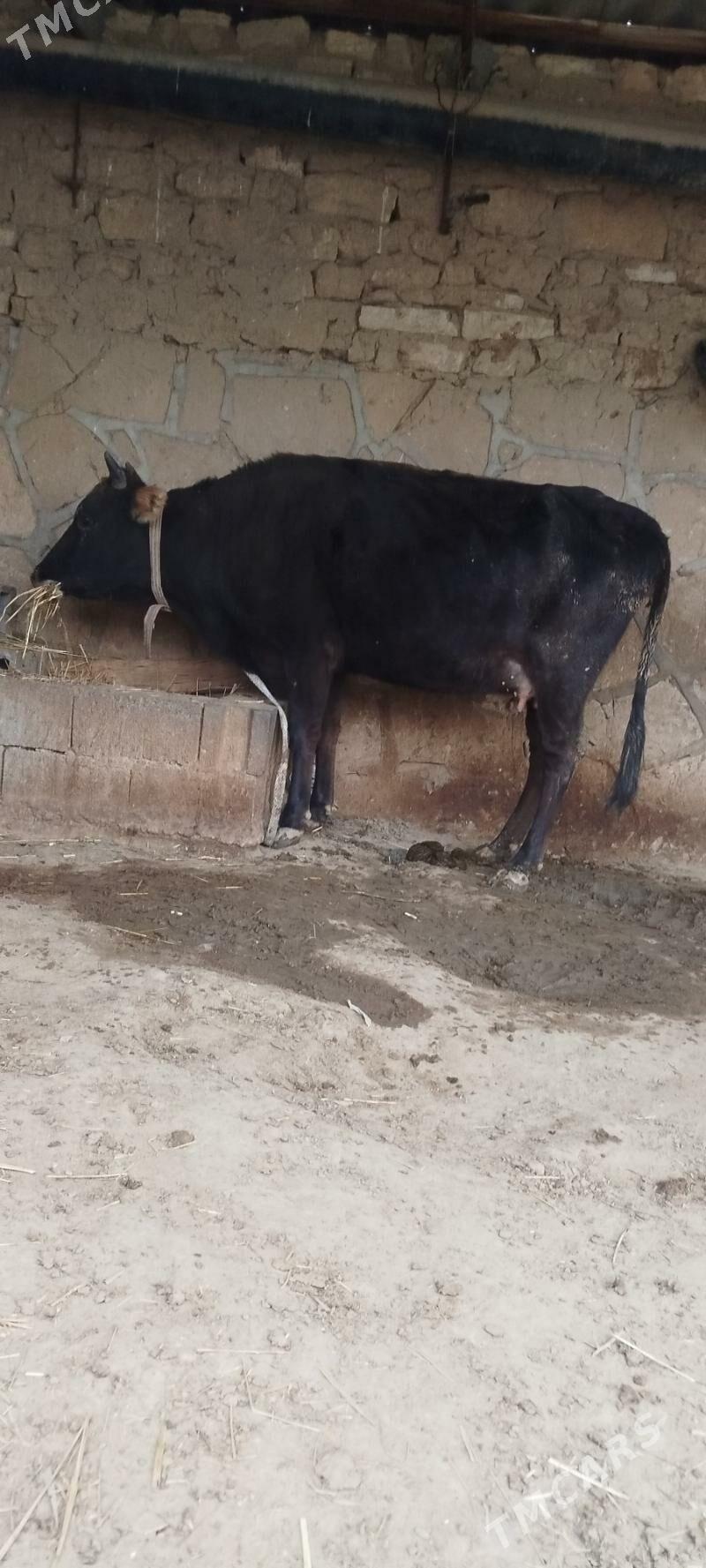 Goleli sygyr - Gyzylarbat - img 2