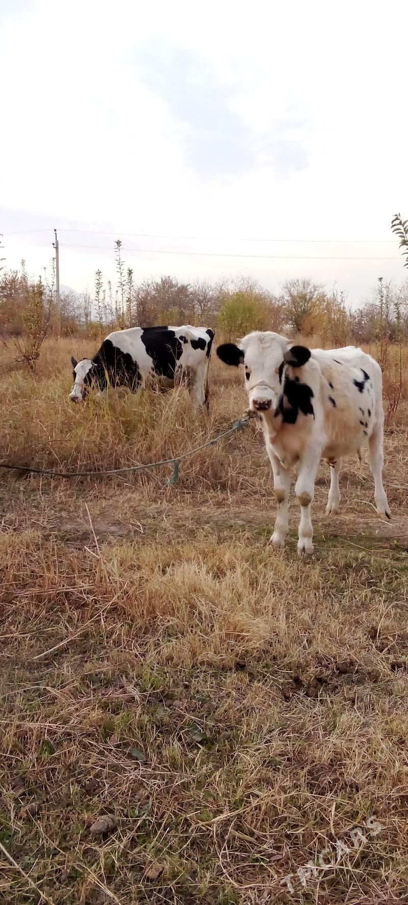 öküzçe tüwe - Ялкым - img 3