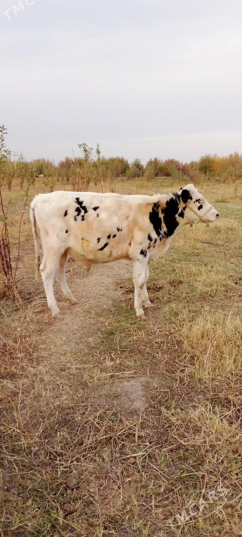 öküzçe tüwe - Ялкым - img 2