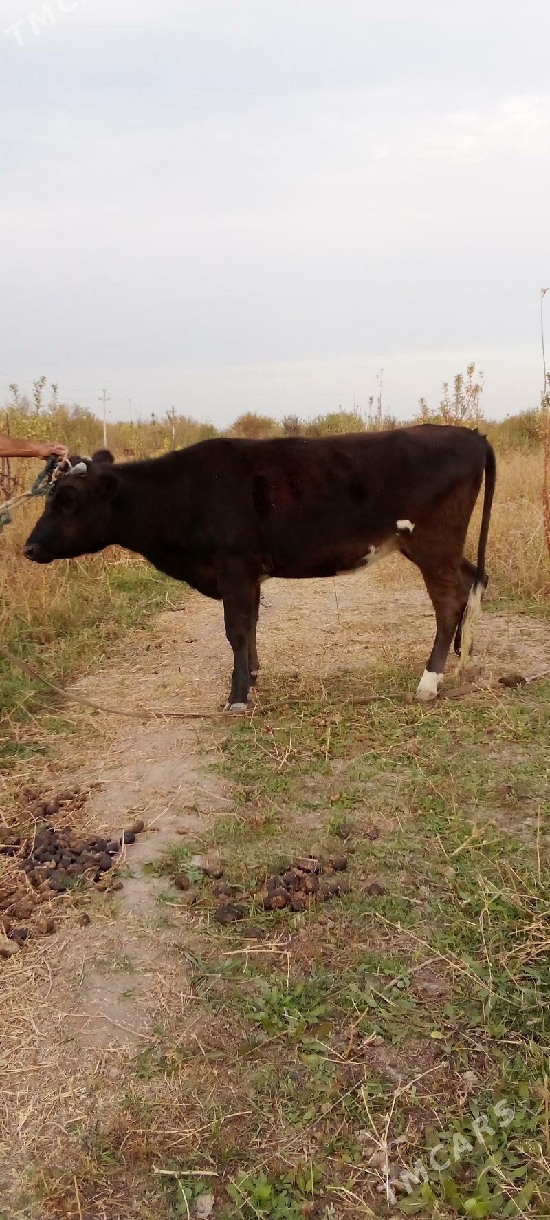 öküzçe tüwe - Ялкым - img 4