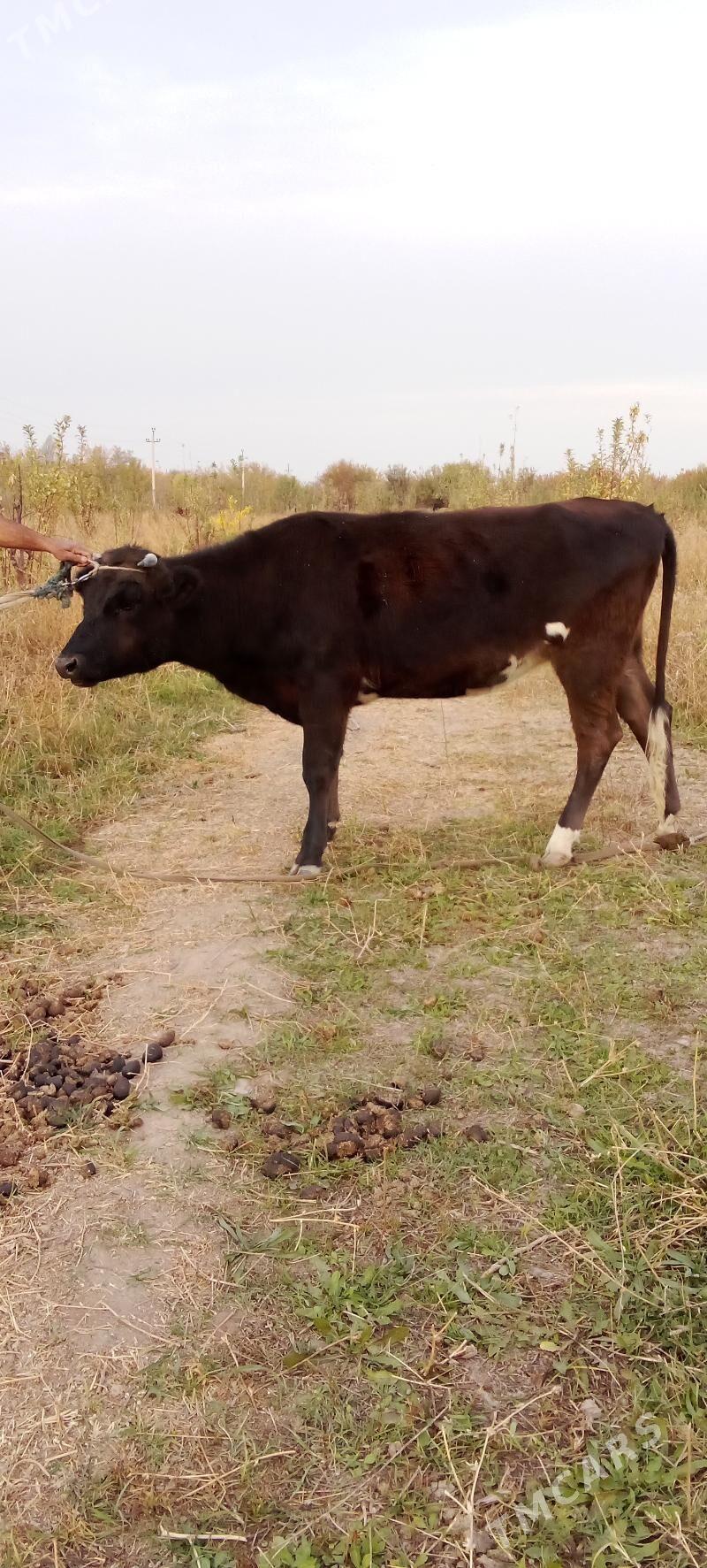 öküzçe tüwe - Ялкым - img 1