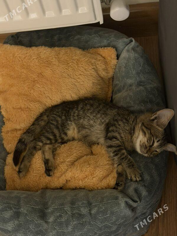 Котенок Pişijek - Türkmenbaşy - img 2