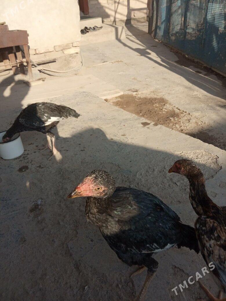 Taşkent horazyñ jüjeleri - Akdepe - img 4