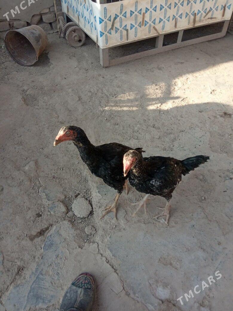 Taşkent horazyñ jüjeleri - Akdepe - img 5