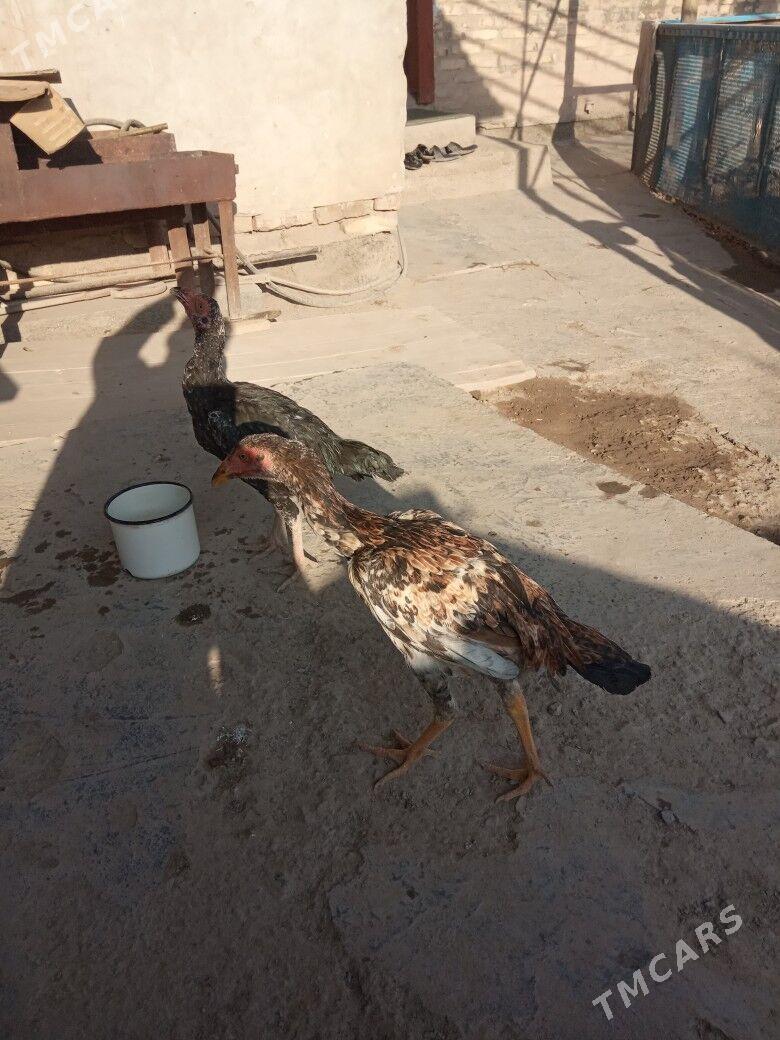 Taşkent horazyñ jüjeleri - Akdepe - img 8