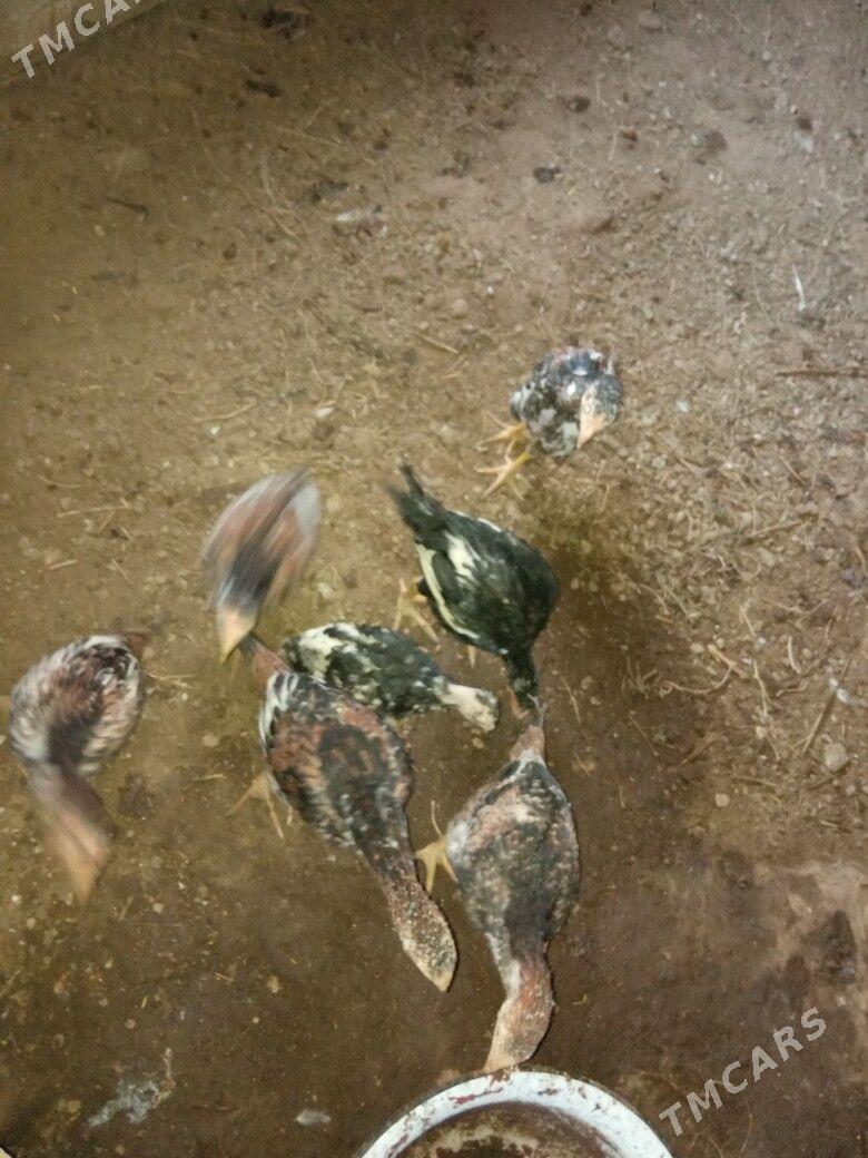 Taşkent horazyñ jüjeleri - Akdepe - img 10