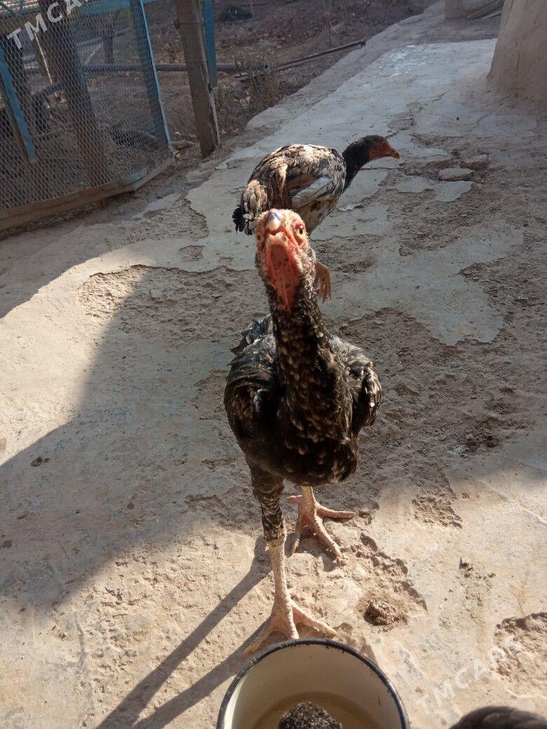 Taşkent horazyñ jüjeleri - Akdepe - img 3