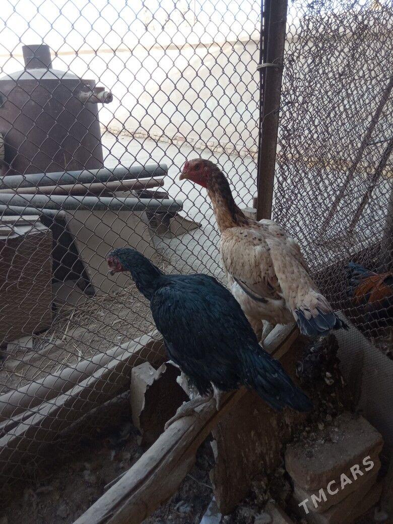 Taşkent horazyñ jüjeleri - Akdepe - img 2