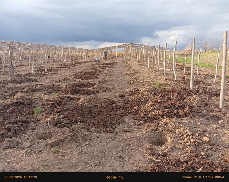 parnik teplis - Сакарчага - img 4