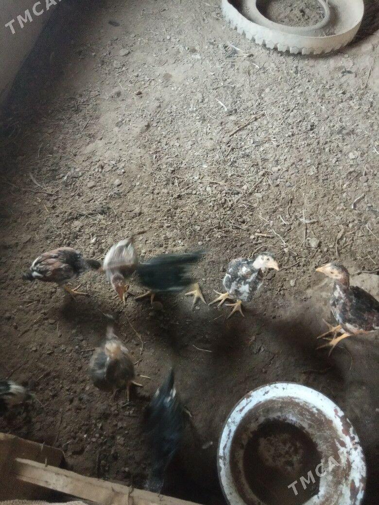 Taşkent horazyñ jüjeleri - Akdepe - img 9