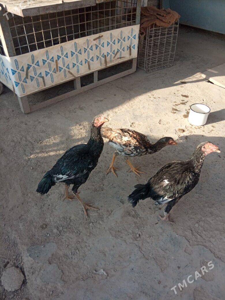 Taşkent horazyñ jüjeleri - Akdepe - img 6