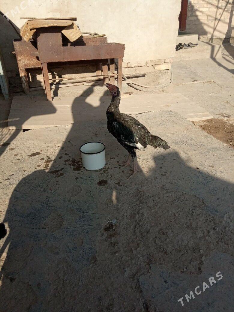 Taşkent horazyñ jüjeleri - Akdepe - img 7