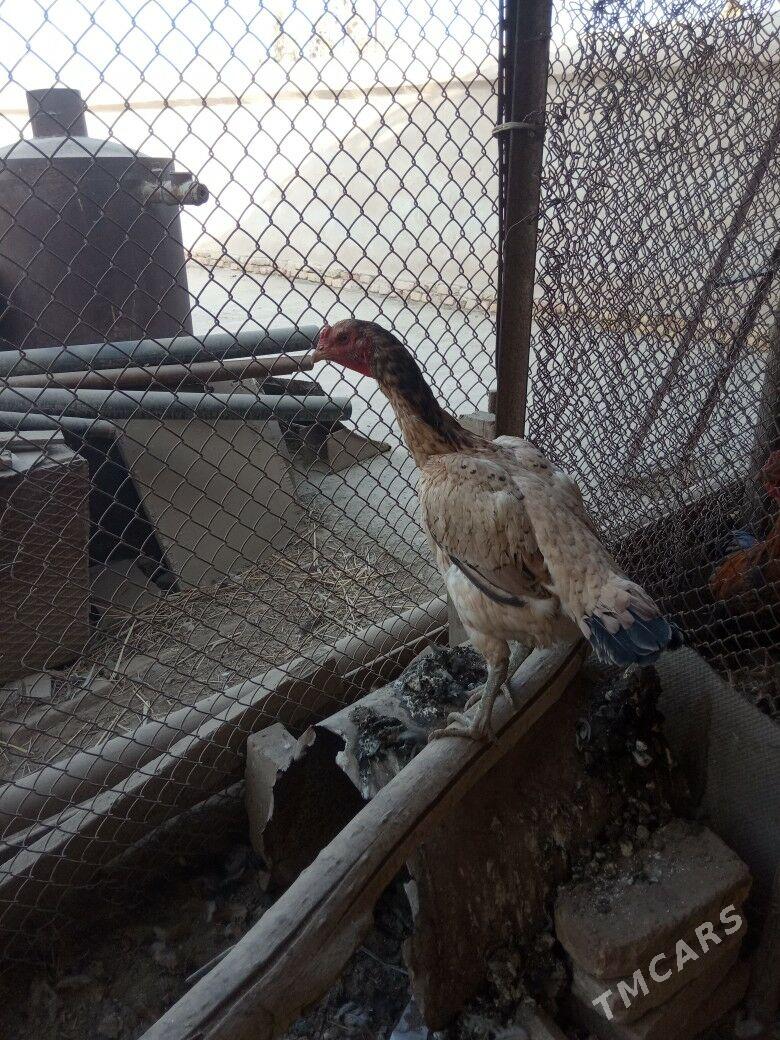 Taşkent horazyñ jüjeleri - Akdepe - img 1