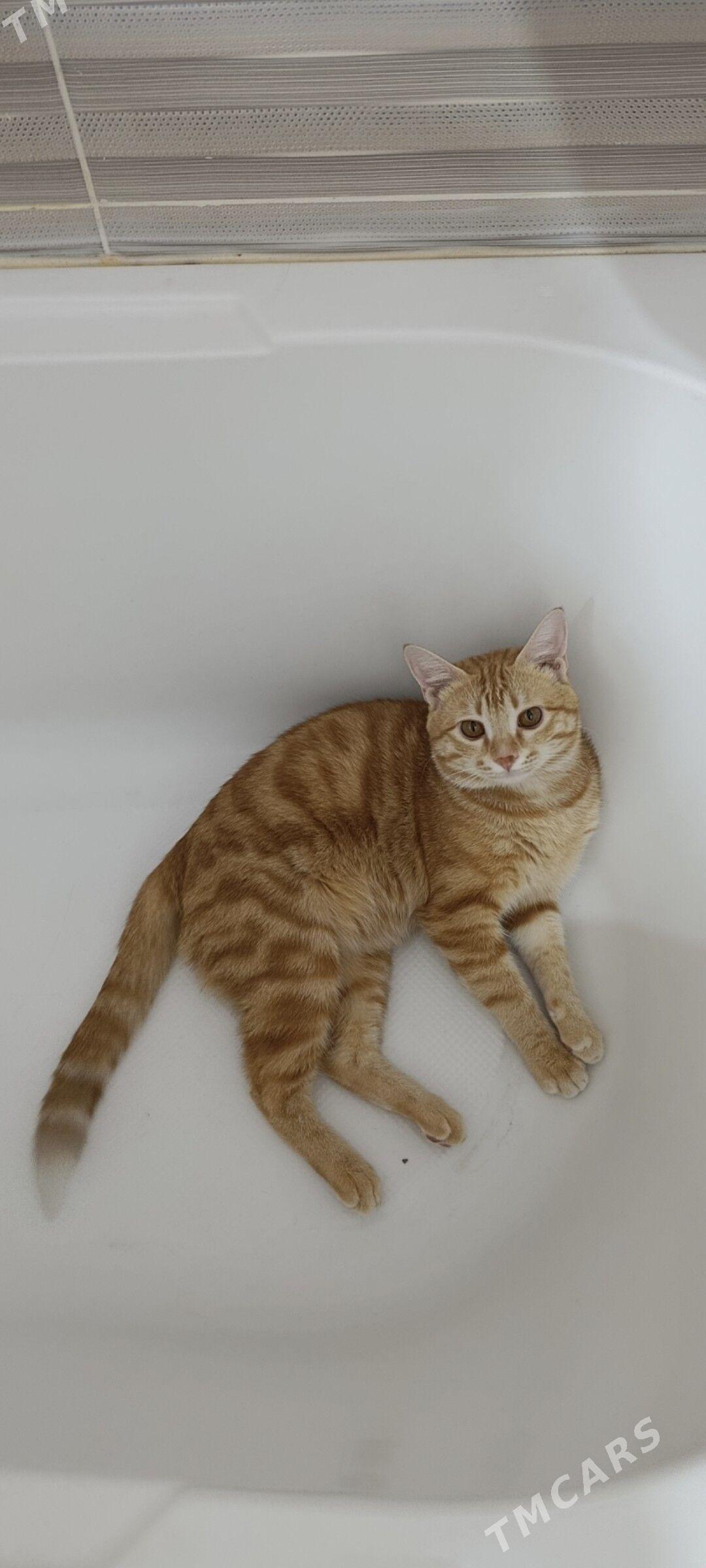 ПРОПАЛ КОТ ВОЗНАГРАЖДЕНИЕ ЕСТЬ - Туркменабат - img 2