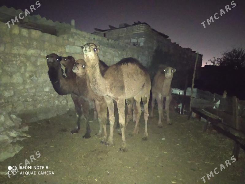 торум огшук - Гызыларбат - img 1