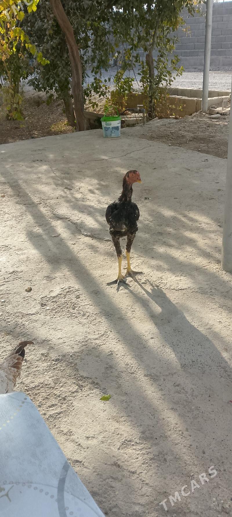 bayes - Kaka - img 2