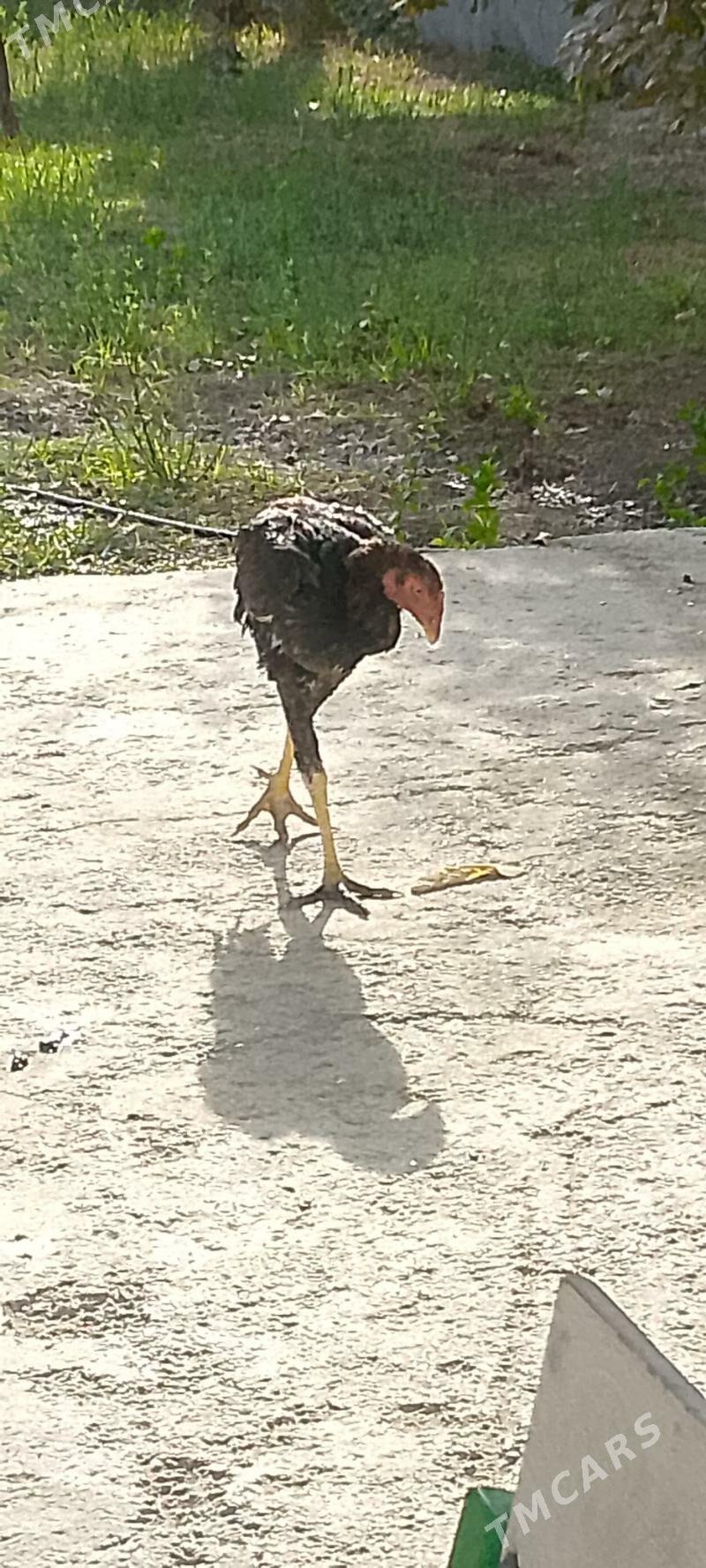 bayes - Kaka - img 3