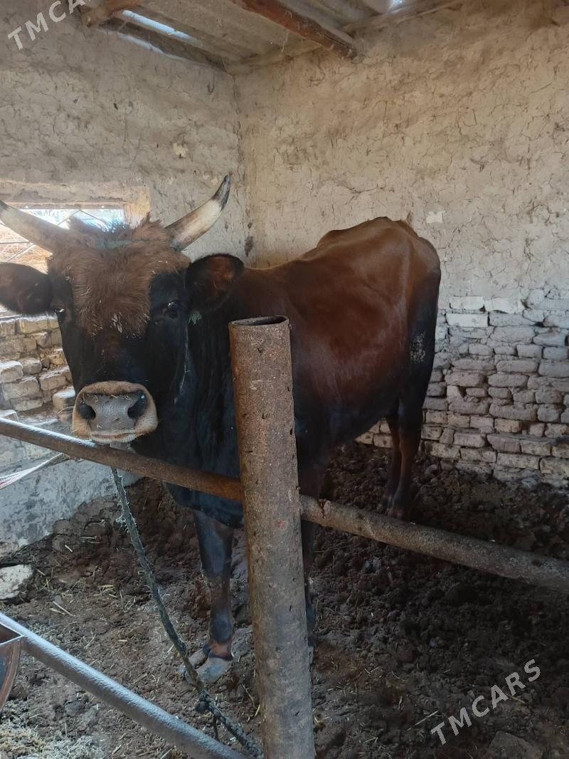 okuzler - Мургап - img 4