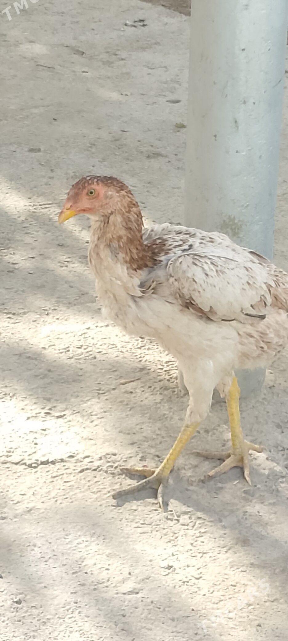 bayes - Kaka - img 5