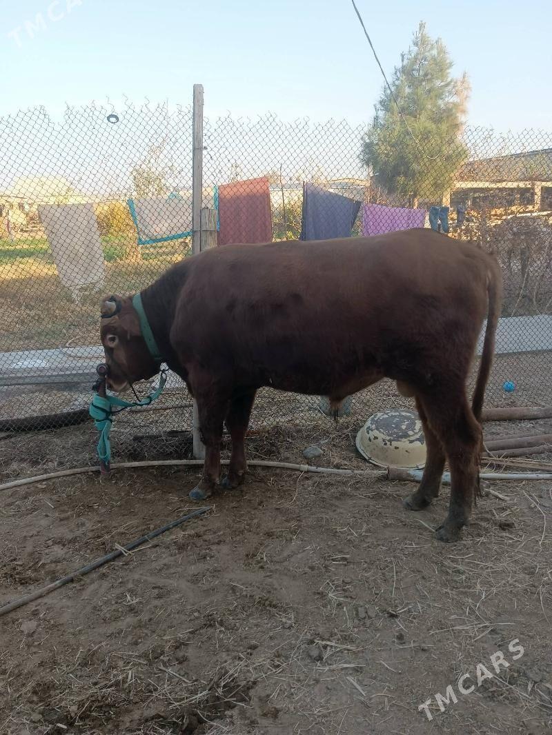 okuzler - Мургап - img 2