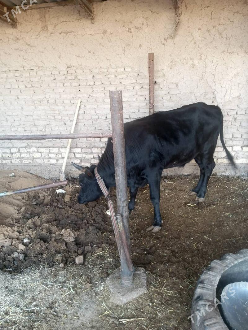 okuzler - Мургап - img 3