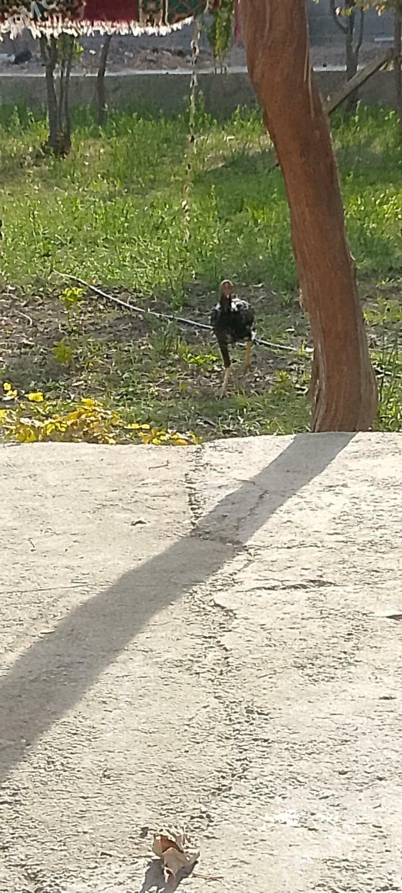 bayes - Kaka - img 4