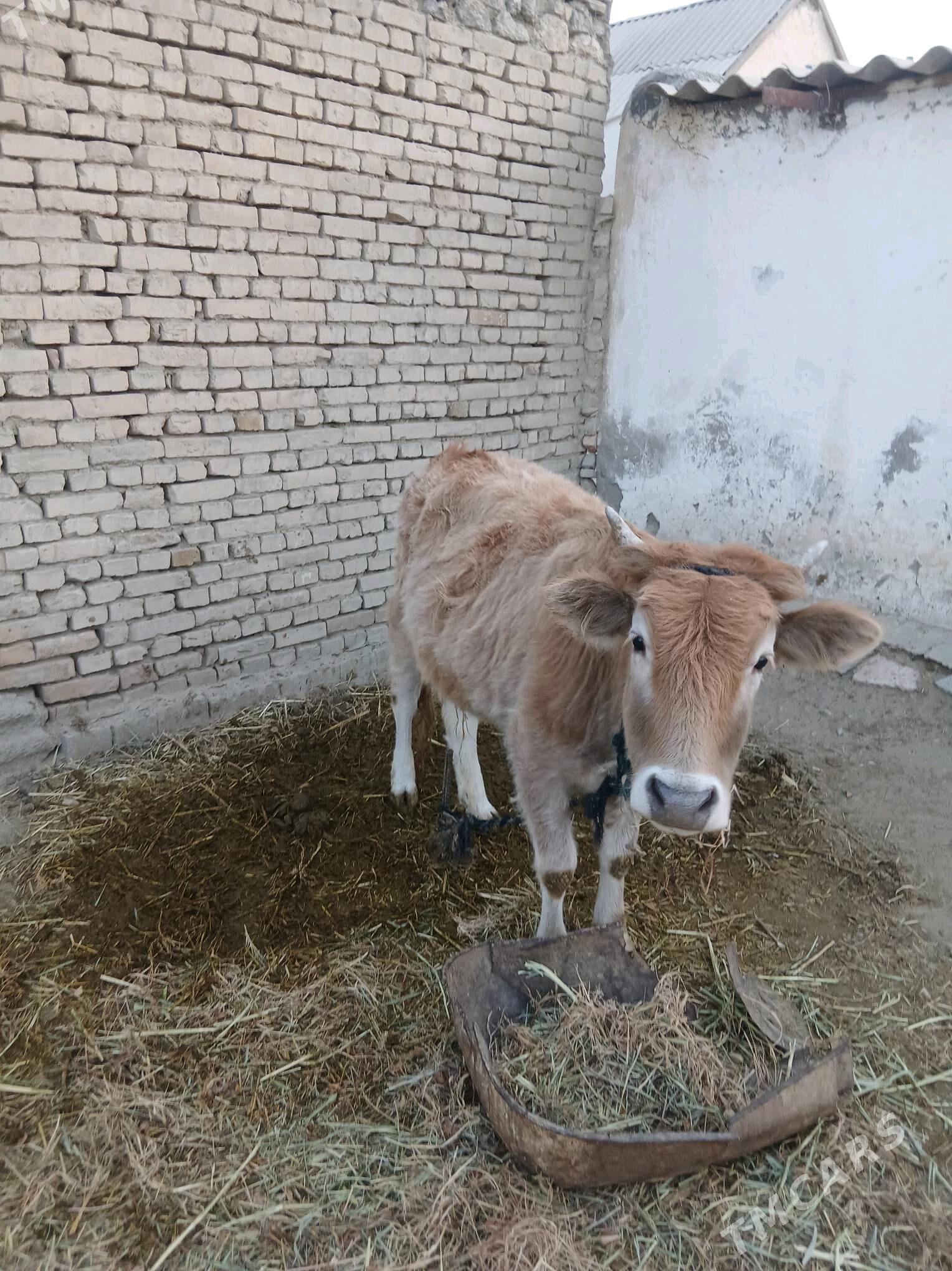 tuwe - Бахарден - img 2