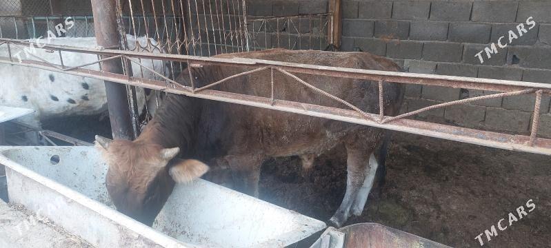 ELIN BAKYLAN ULY MALLAR - Гёкдепе - img 2