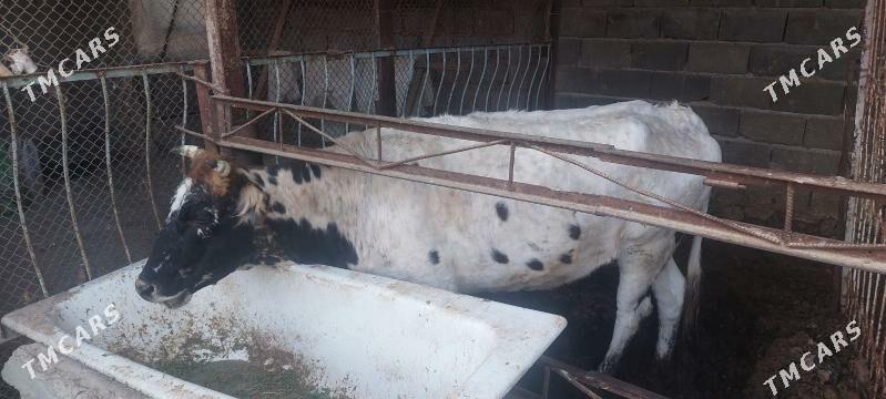 ELIN BAKYLAN ULY MALLAR - Гёкдепе - img 3