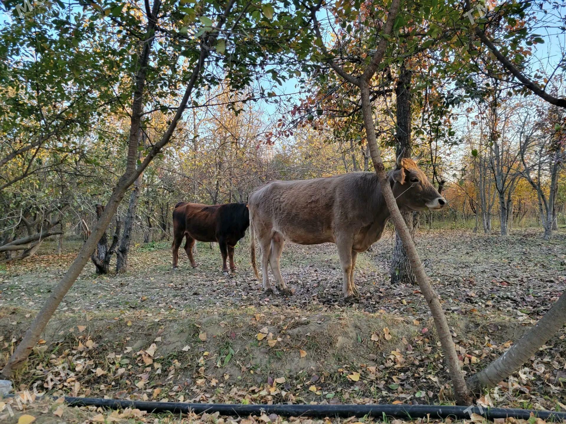 sygyr - Magtymguly - img 2