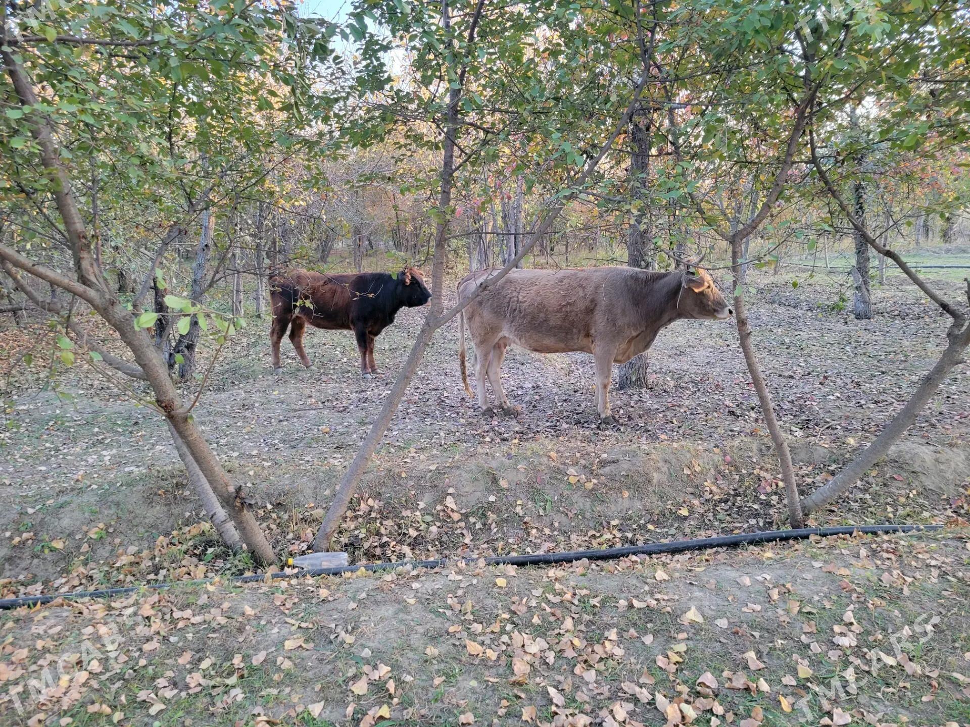 sygyr - Magtymguly - img 3