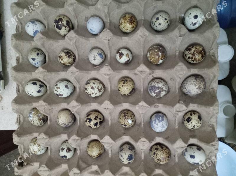 Bedene - Balkanabat - img 2