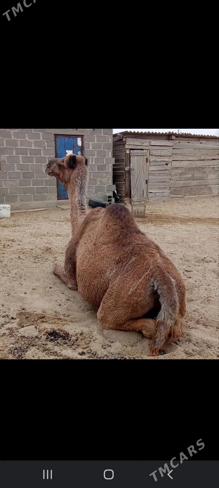 erkek - Bereket - img 3