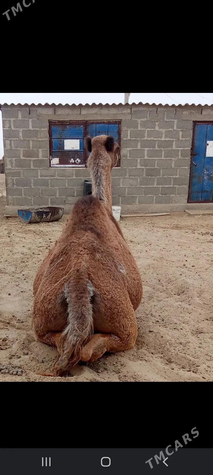 erkek - Bereket - img 2