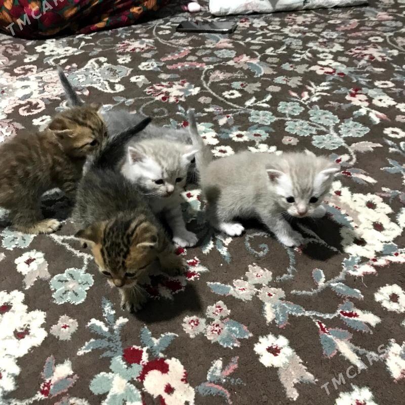 Pisik satlandski - Туркменбаши - img 5