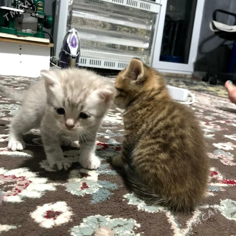 Pisik satlandski - Туркменбаши - img 6