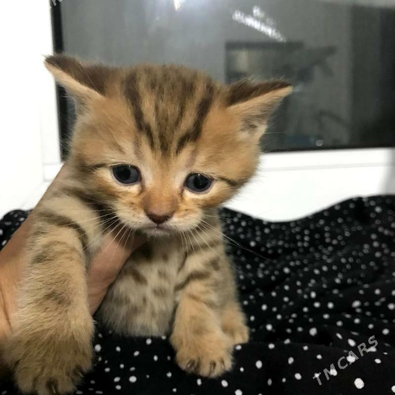 Pisik satlandski - Туркменбаши - img 2