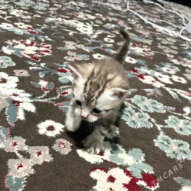 Pisik satlandski - Туркменбаши - img 4