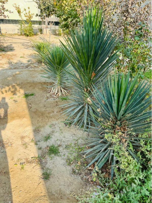 Palma - Balkanabat - img 2