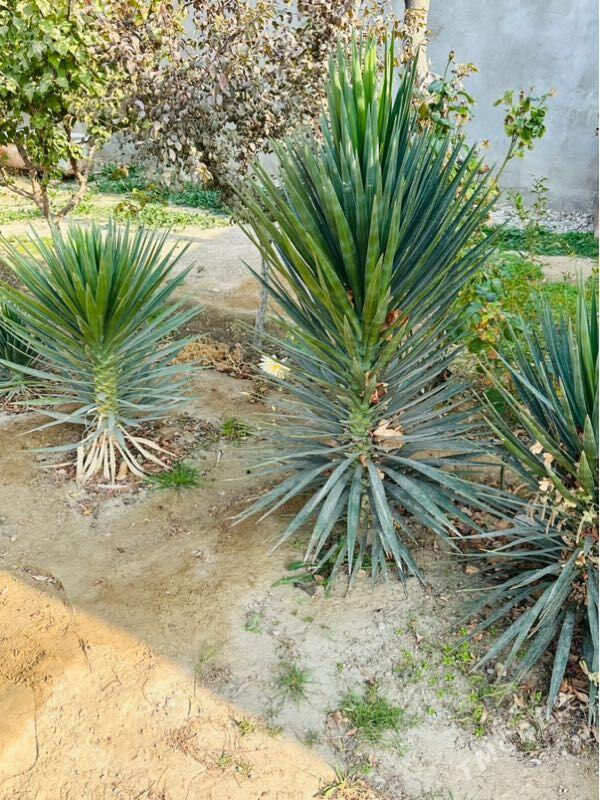 Palma - Balkanabat - img 3