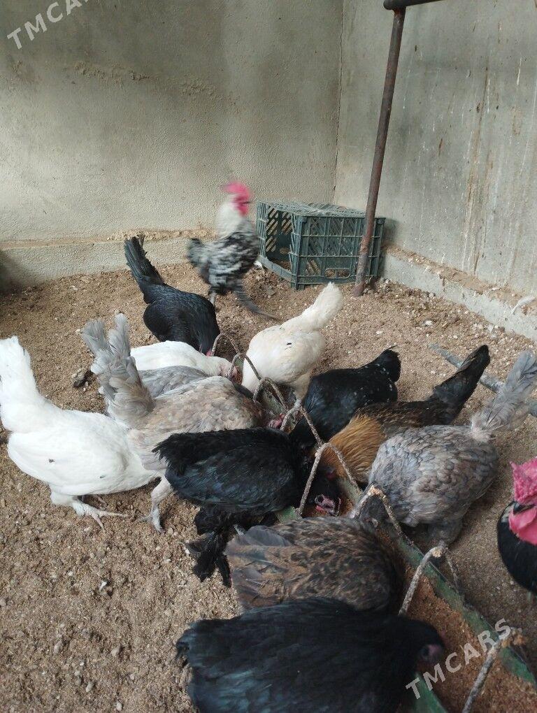 karlik - Балканабат - img 2