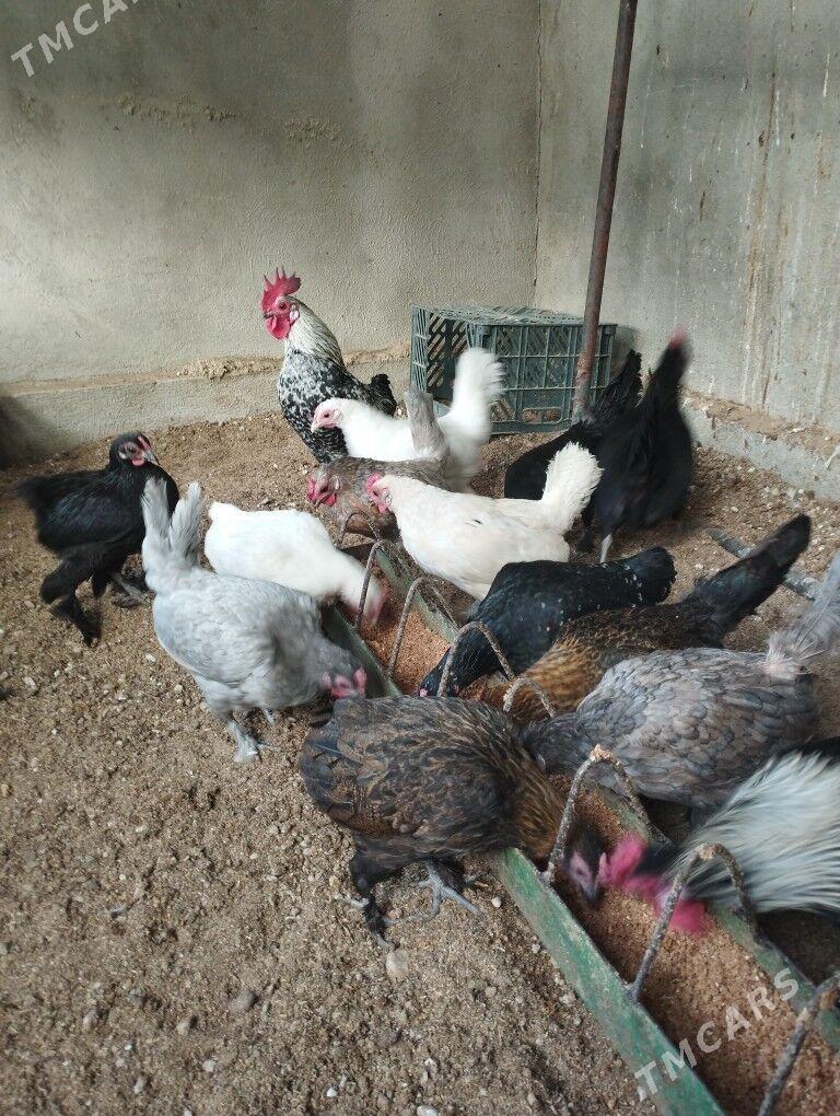 karlik - Балканабат - img 3